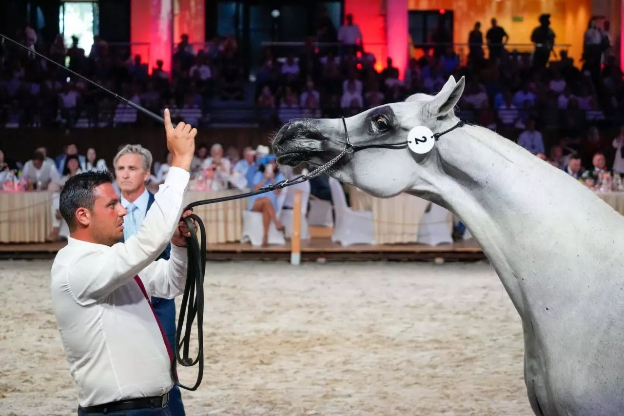 Aukcja Pride of Poland 2026 w Janowie Podlaskim. Na zdjęciu koń Wiosenna Miłość hodowli SK Michałów