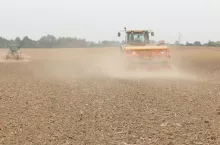 siew poplonów susza
