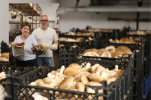 Rodzina Hamrolów produkuje własne podłoże i grzybnię, korzysta z autorskich maszyn, a miesięczna produkcja shiitake sięga nawet 5 ton.