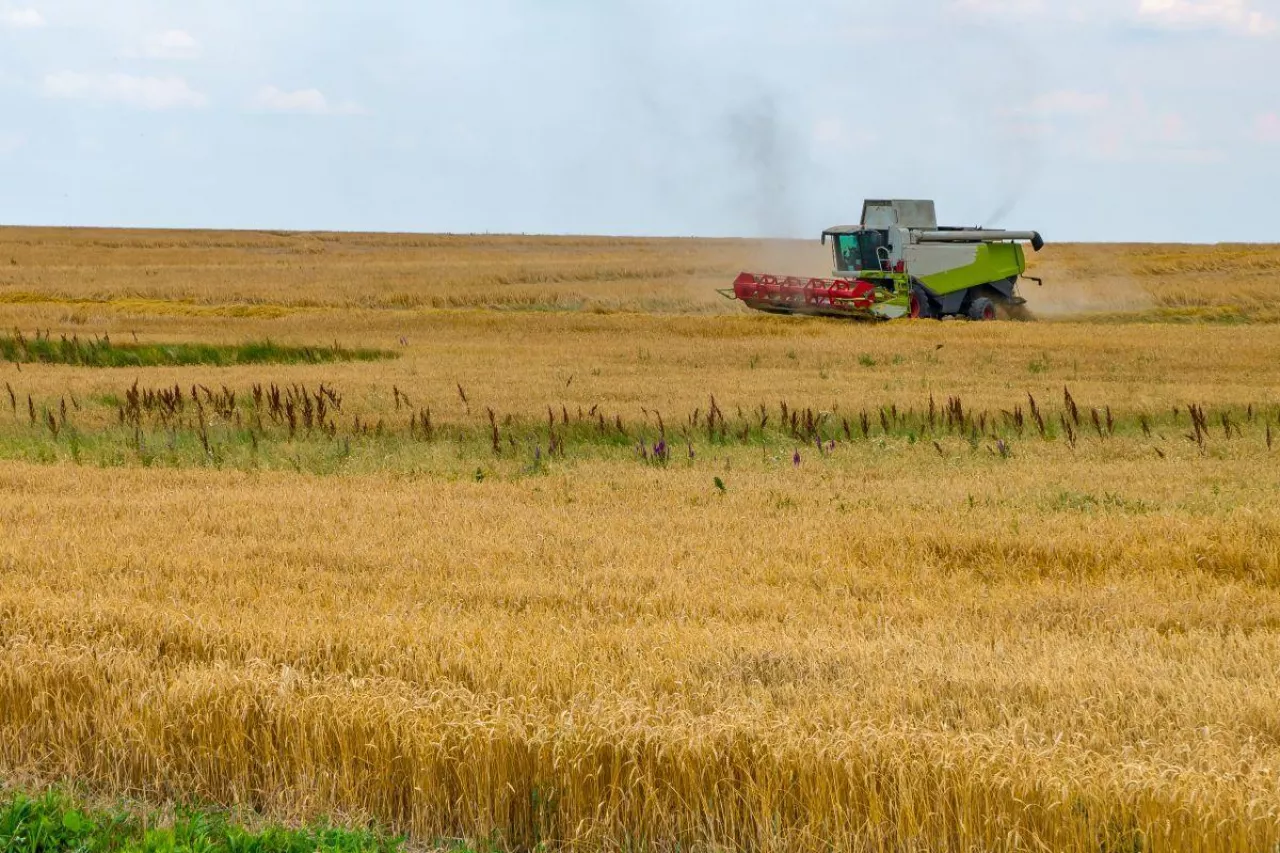 Kombajn podczas zbioru zbóż na rozległym polu.