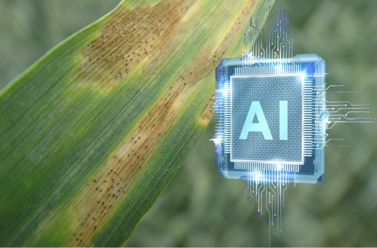 AI, rozpoznawanie chorób roślin