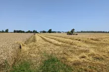 słoma