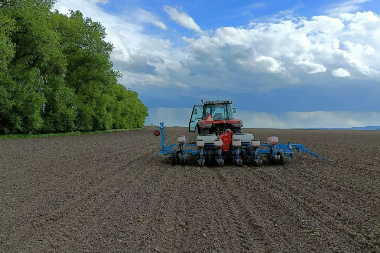 Ciągnik jedzie z zaczepionym siewnik po polu położonego blisko lasu.