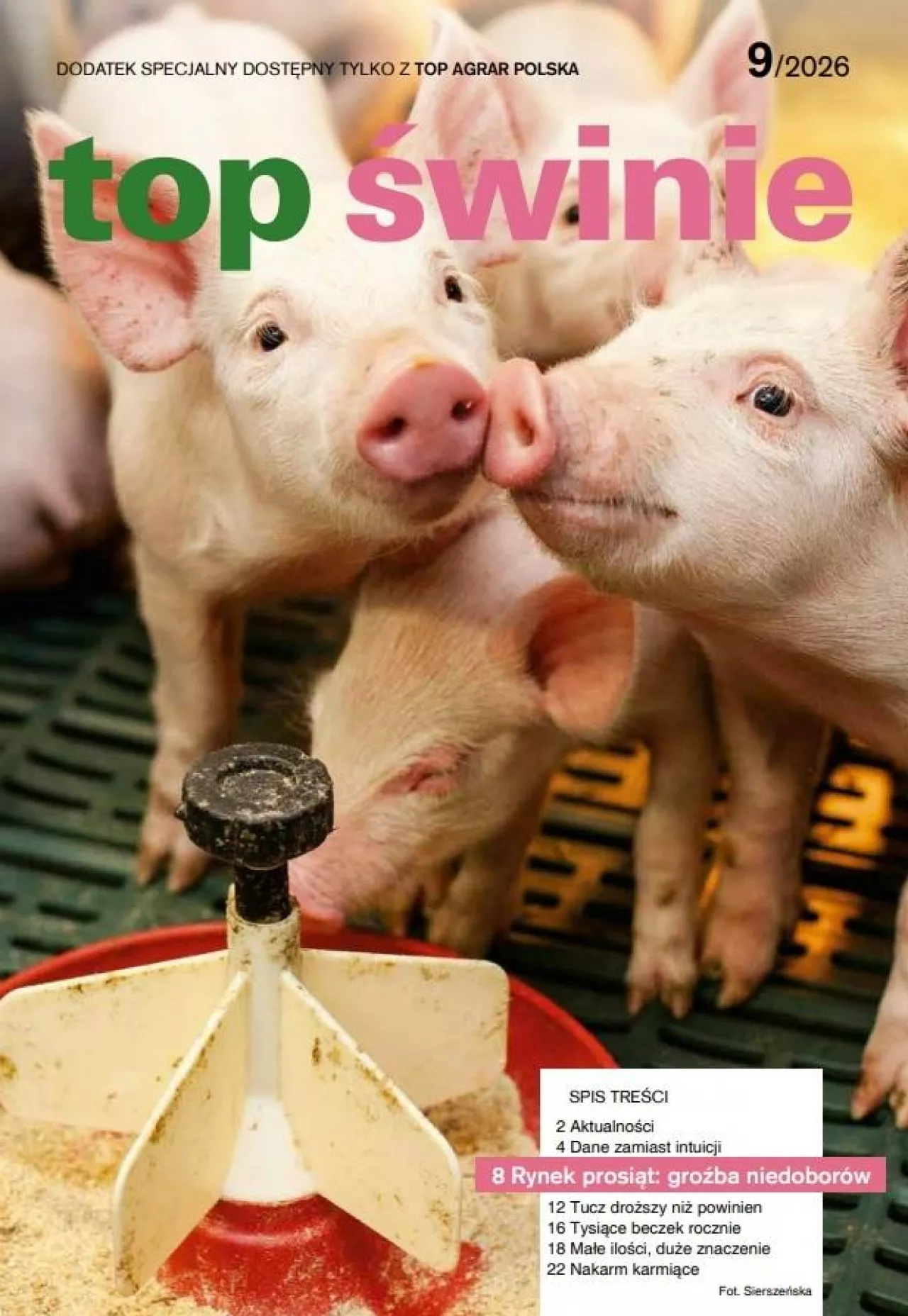 okładka top świnie