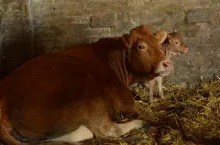Krowa leży na ściółce w oborze, obok stoi cielę