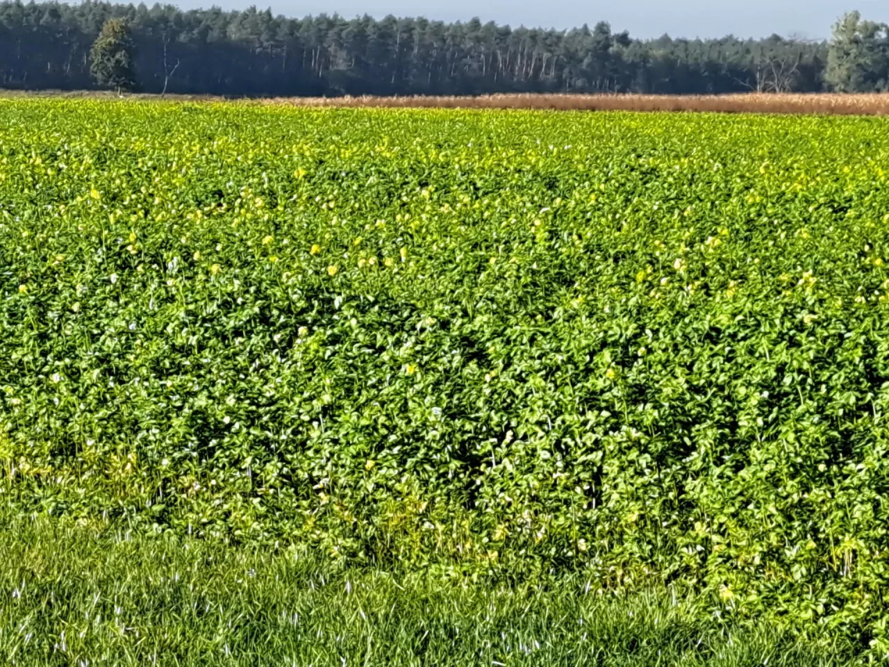 Międzyplon ozimy