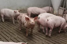 Jakie są ceny świń?