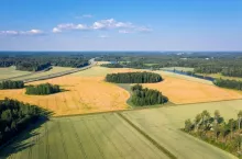 Struktura zasiewów w Polsce