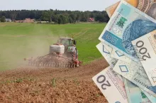 siew rzepaku, po prawej polskie banknoty 