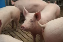 Warchlaki w tuczu na rusztach