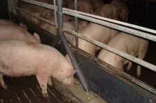 Tuczniki żywione paszą mokrą