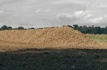 Kombajny już ruszyły w buraki. Pierwsze pryzmy pojawiły się na polach 