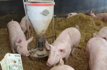 Ceny świń 2026