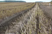 W HZ Zamarte sadzeniaki uprawiane są na odkamienionych zagonach, na których sadzi się 3 rzędy bulw.