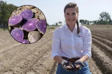 Fioletowy ziemniak zamiast zwykłej odmiany? Provita ma krótki sezon i wyróżnia się na rynku