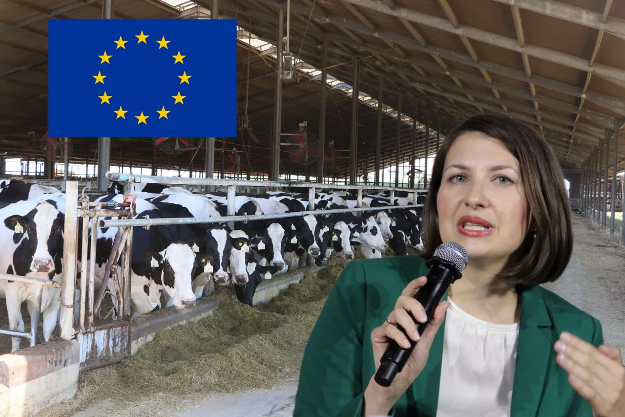 Mleczarstwo jest bardzo silnie regulowanym sektorem, co utrudnia funkcjonowanie – mówiła Kinga Adamaszwili, zastępca sekretarza generalnego Europejskiego Stowarzyszenia Mleczarzy (EDA)