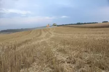 Żniwa zbożowe na końcówce
