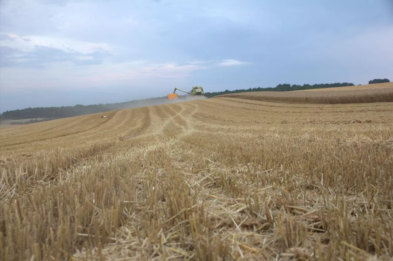 Żniwa zbożowe na końcówce