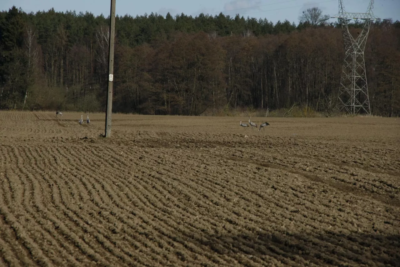 pole, uprawa, gospodarstwo