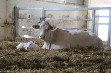Krowa mamka z cielakiem rasy mięsnej charolaise w oborze na głębokiej ściółce