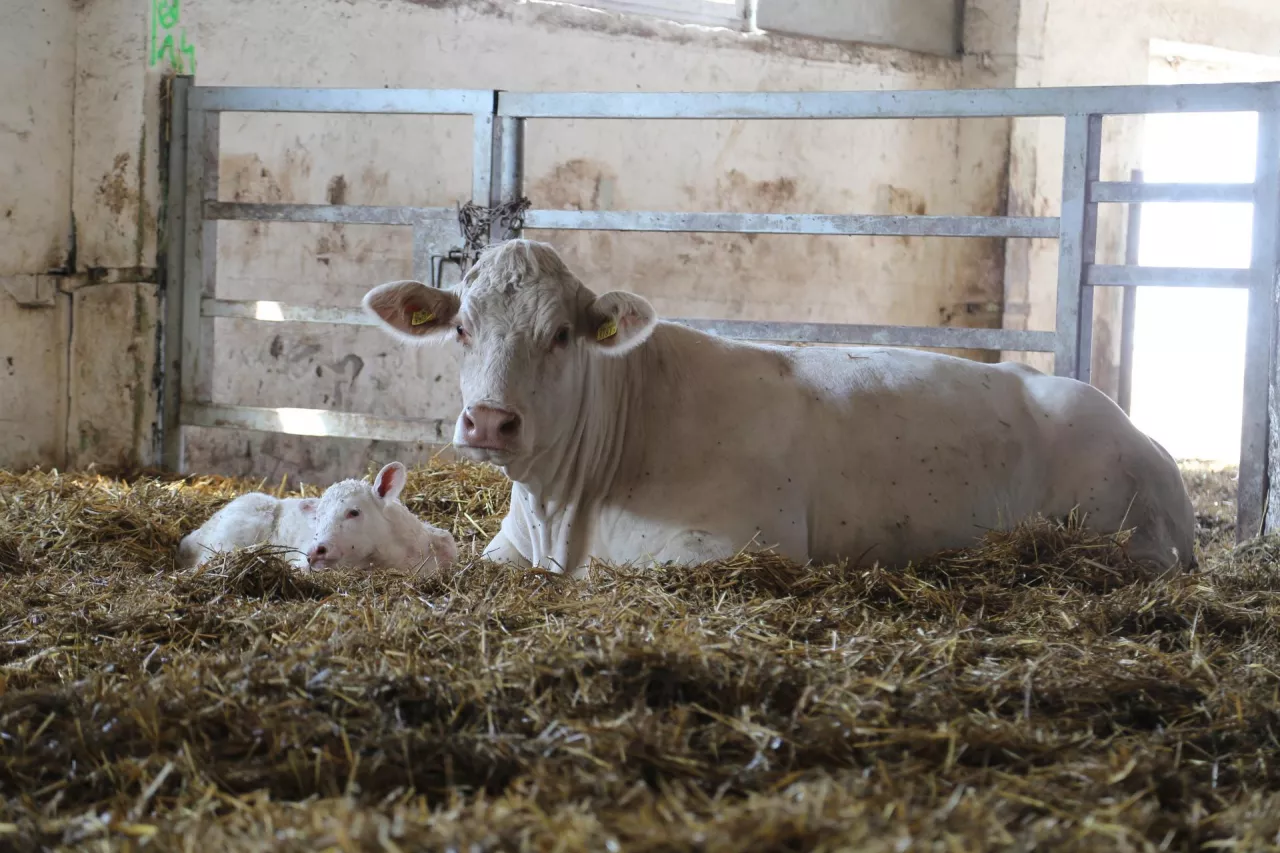 Krowa mamka z cielakiem rasy mięsnej charolaise w oborze na głębokiej ściółce