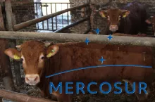 bydło męsne w oborze, na pierwszym planie logotyp Mercosur