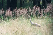 Rekompensaty za szkody ptaków bliżej rolników. KOWR ma przejąć wypłaty