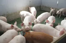 tuczniki na ruszcie