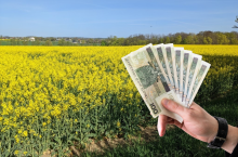 Dłoń trzymająca banknoty stuzłotowe na tle kwitnącego pola rzepaku.