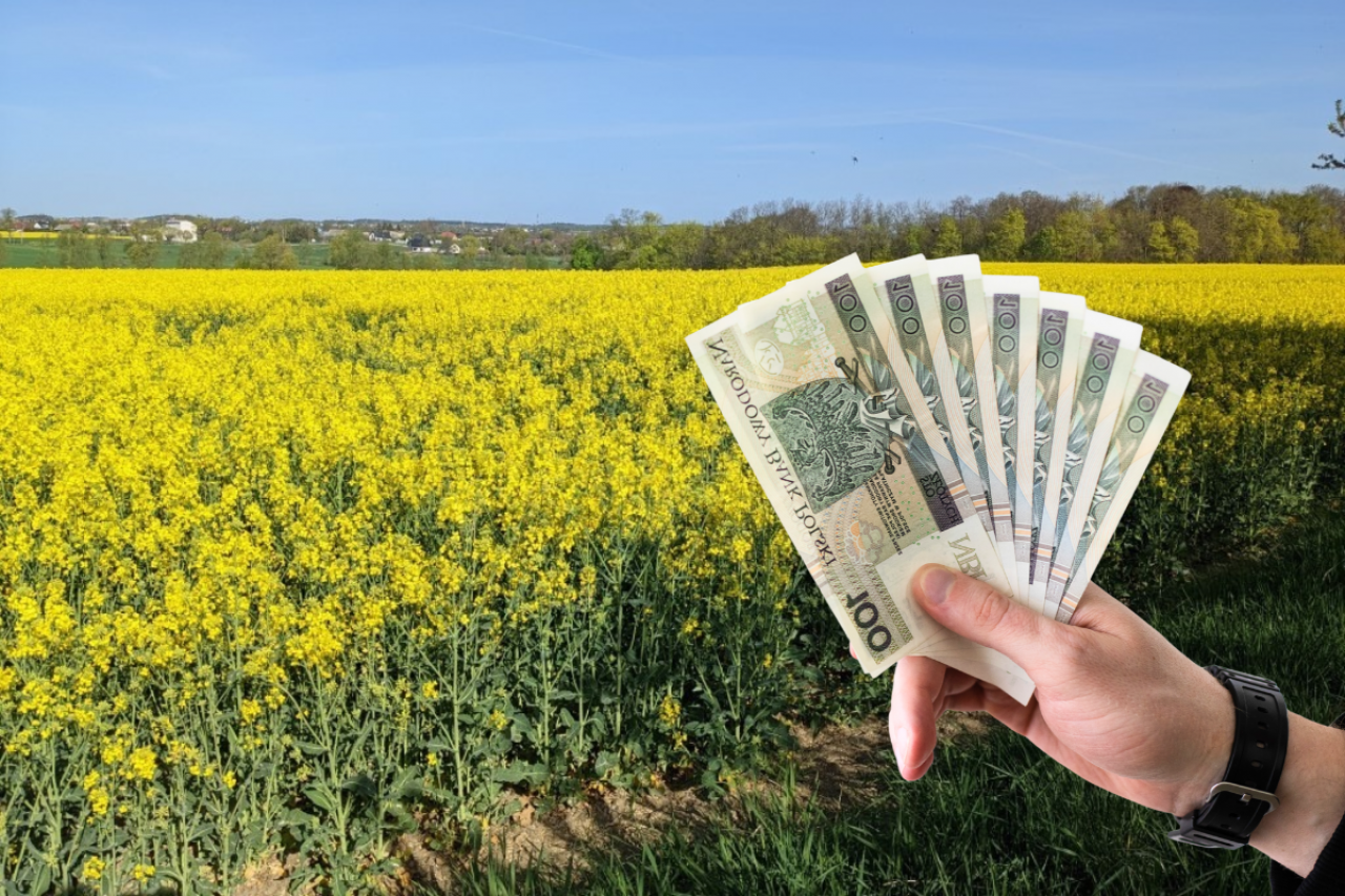 Dłoń trzymająca banknoty stuzłotowe na tle kwitnącego pola rzepaku.