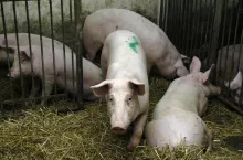        Ceny świń pod presją. Rolnicy znaleźli sposób na ryzyko w produkcji