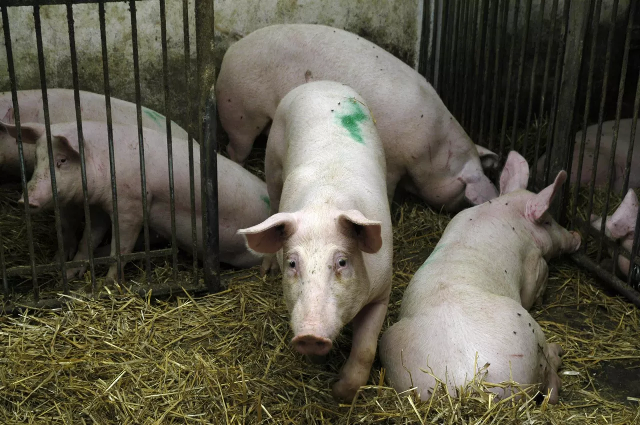        Ceny świń pod presją. Rolnicy znaleźli sposób na ryzyko w produkcji