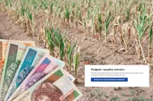 Rolnicy mają czas tylko do 15 października. Bez tego nie dostaną pomocy suszowej