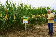Jerzy Malec, prezes firmy Agro Seed, która jest wyłącznym przedstawicielem węgierskiego hodowcy HungaroSeed