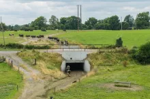 Thomas Carpenter Irlandia tunel pod drogą przejście dla krów na kwatery pastwiskowe 