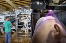 Srebrne medale EuroTier 2026. Na zdjęciu po prawej m.in. rozwiązanie PigTail firmy WEDA do automatycznej oceny ogonów świń w bramce sortującej. Po lewej – Silver Bullet – automatyczna bramka do wprowadzania bydła do poskromu