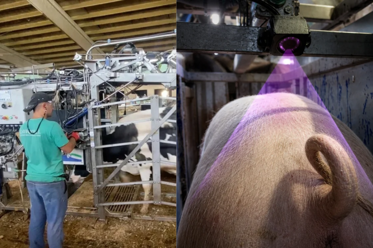 Srebrne medale EuroTier 2026. Na zdjęciu po prawej m.in. rozwiązanie PigTail firmy WEDA do automatycznej oceny ogonów świń w bramce sortującej. Po lewej – Silver Bullet – automatyczna bramka do wprowadzania bydła do poskromu
