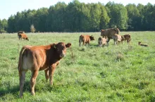Bydło mięsne rasy limousine na pastwisku