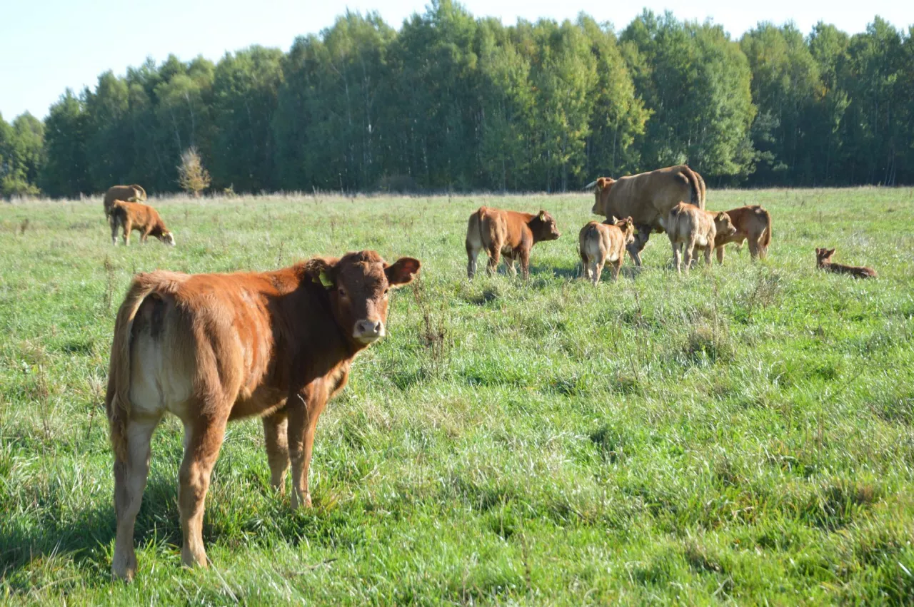 Bydło mięsne rasy limousine na pastwisku