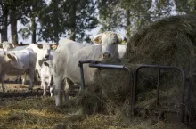 bydło rasy charolaise na pastwisku. Jedna jałówka stoi przy paśniku z belą słomy