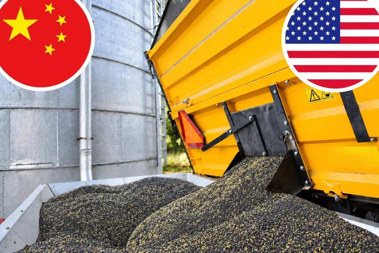 rzepak w cieniu porozumienia Chiny-USA