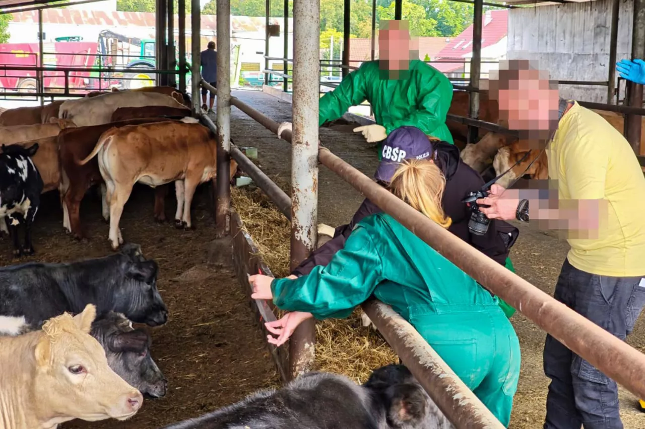 Funkcjonariusze CBŚP znaleźli 159 sztuk bydła ras mięsnej o łącznej wartości ok. 300 tys. euro