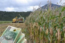 Kombajn zbiera kukurydzę na polu podczas żniw, na pierwszym planie widoczny jest plik banknotów