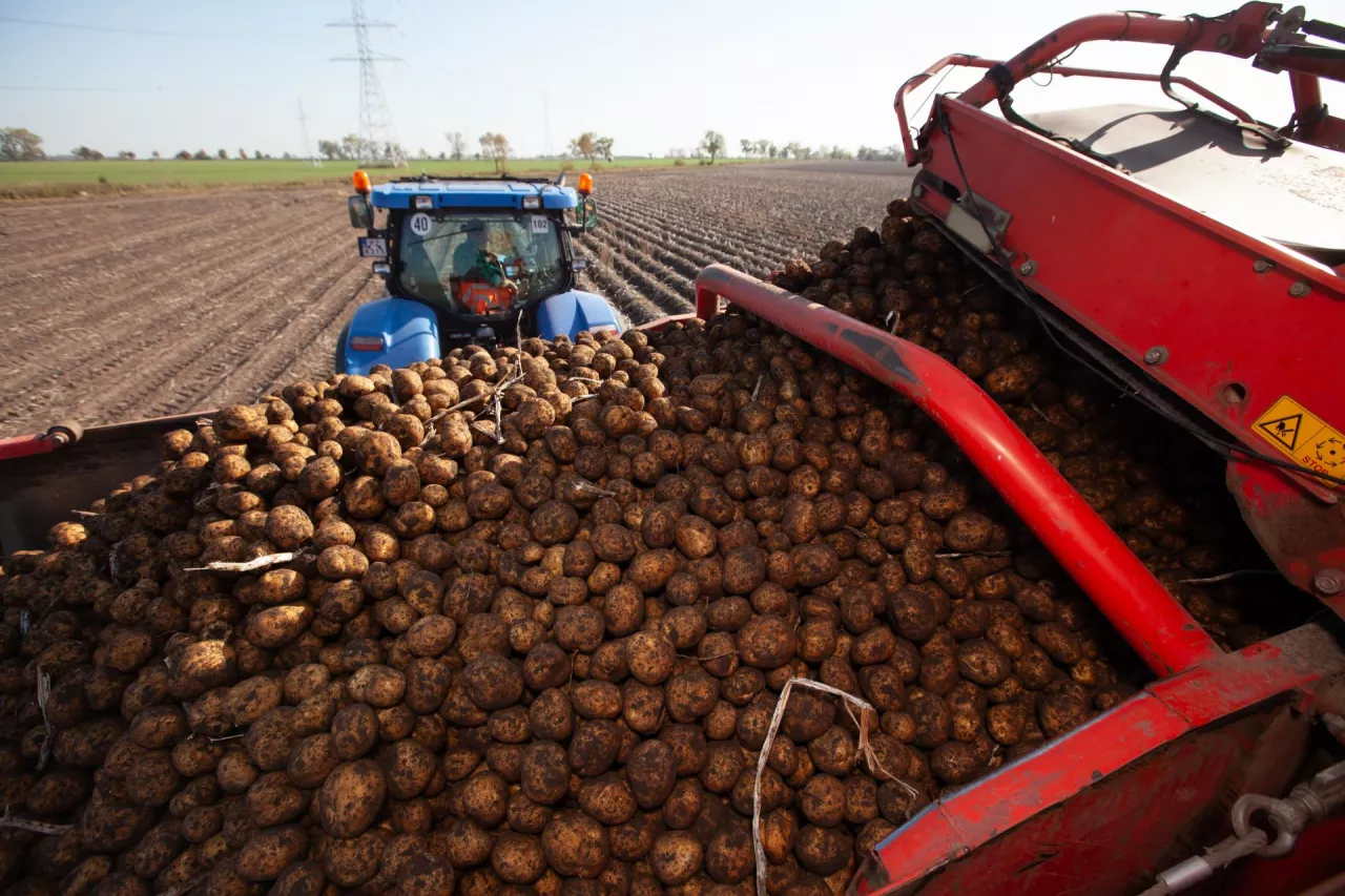 Choć kiedyś nasz kraj był potęgą w produkcji ziemniaków, to obecnie bulwy są importowane. Wpływa to niewątpliwie na ceny. 