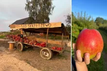 40 groszy za kilogram jabłek. Rodzinny sad po 25 latach może zniknąć
