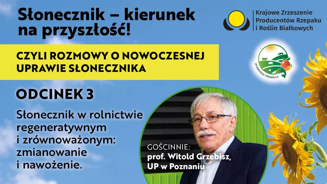 Podcast słonecznik baner