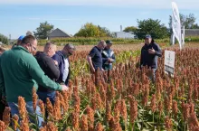 Sorgo to nadal w Polsce uprawa niszowa (areał ok. 3 tys. ha) i skupiona właśnie w woj. świętokrzyskim, gdzie RAGT organizuje Dni Sorgo. Zainteresowanie rolników rośnie po suchych sezonach, kiedy widać odporność tej rośliny na stres niedoborów wody i wysokich temperatur