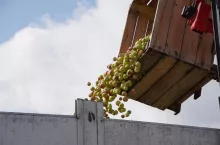 „Przegięliście!”. Skup po 50 gr, Maliszewski nie wyklucza blokad zakładów