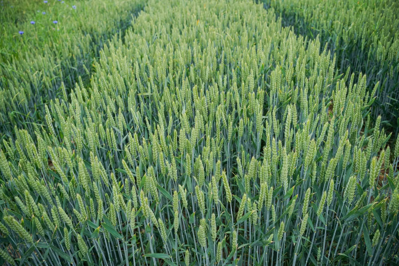 Luxigard® – innowacja w zwalczaniu chwastów jednoliściennych w zbożach