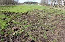 Szkody łowieckie wyrządzone przez dziki -- widać przeoraną łąkę
